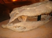 DSC03510