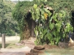 DSC03300
