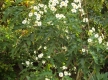 DSC09985