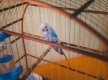 2018-05-05 - FAMA - FEIRA CULTURAL - 0210