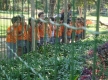DSC00915_1_