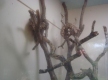 DSC00935_1_