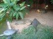DSC00972_1_