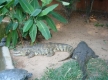 DSC00974_1_