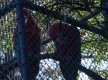 DSC00987_1_